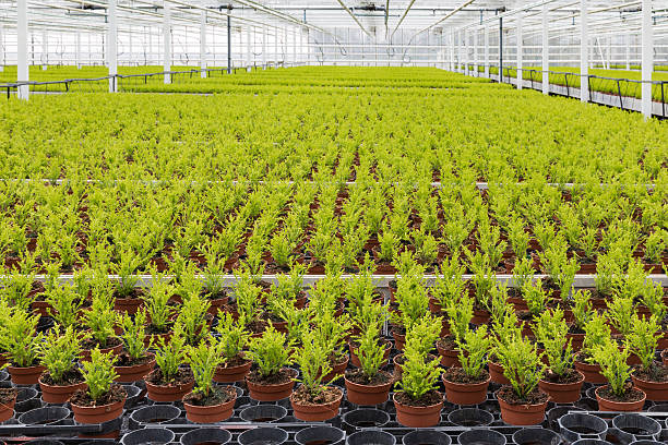 istock Dutch horticulture with cypresses in a greenhouse 519837036