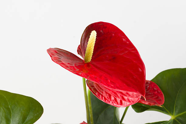 istock Anthurium a flowering plant 519837402