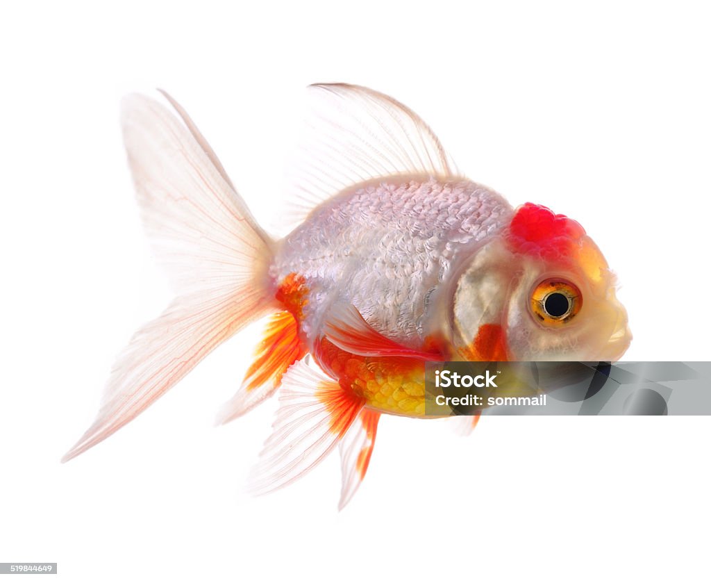 gold fish isolated on white background Animal Stock Photo
