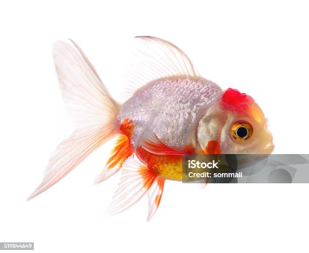 Gold Fish Isolated On White Background Stock Photo - Download Image Now - Animal, Backgrounds, Fishbowl