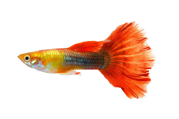 istock guppy fish isolated on white background 519844661