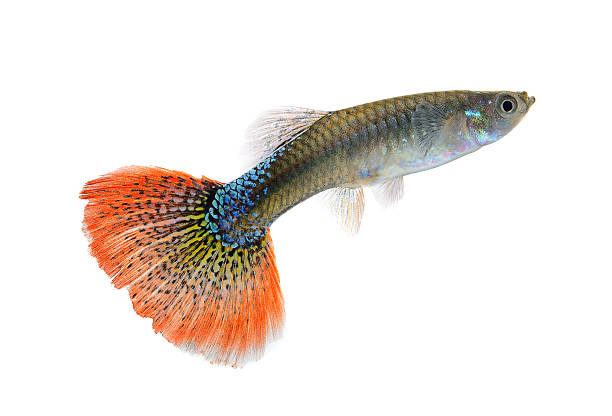 istock Female guppy isolated on white background 519844671