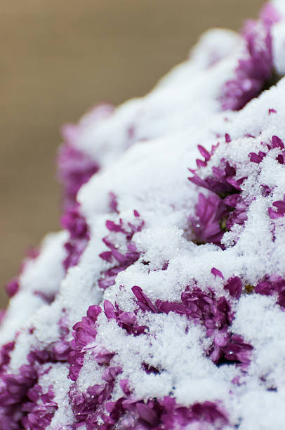 istock Closeup snowy purple Chrysanthemums 519845523
