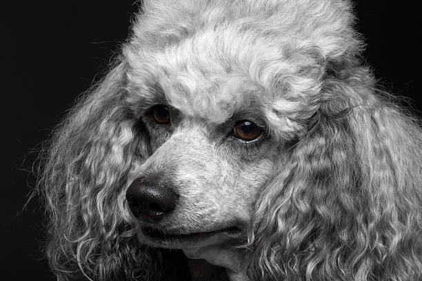 istock close-up portrait poodle 519845529