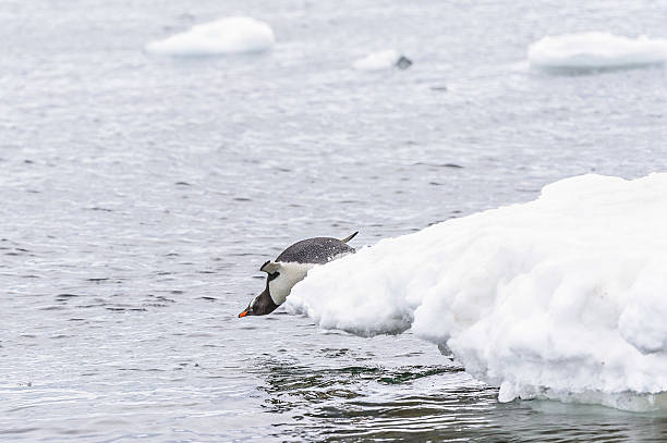 istock Penguins of Antarctica 519847043