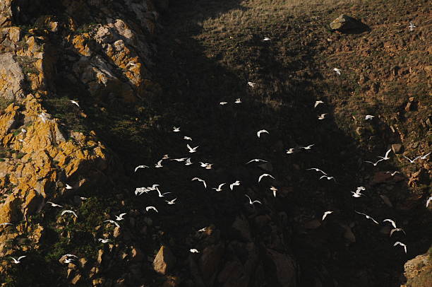 Telephoto image of seabirds flying among the coastal cliffs.