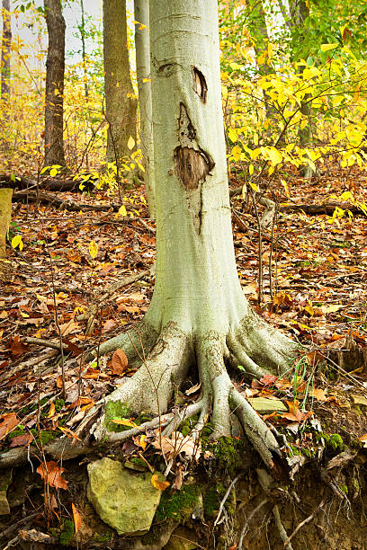 istock The Face Of Nature 519848699
