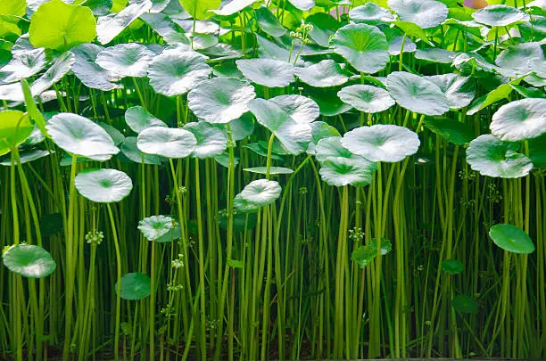 Water Pennywort or Centella asiatica leaf