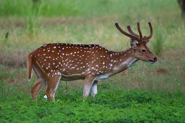 istock Chital or the Spotted Deer (Axis axis) side view 519850185