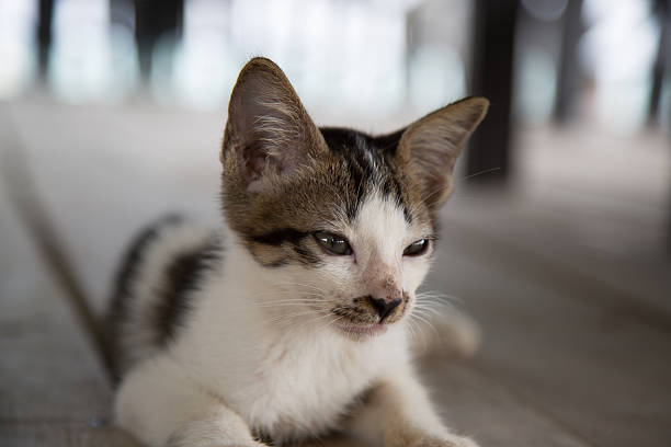 istock Cute kitten laying on the floor. 519850199