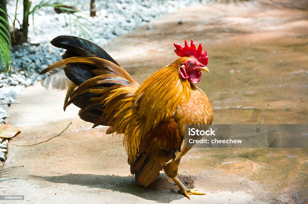 Strong and Big Rooster Portrait pet rooster in the farm Agricultural Field Stock Photo