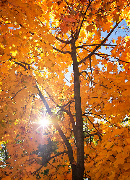 istock Beautiful tree branch in autumnal forest 519861125