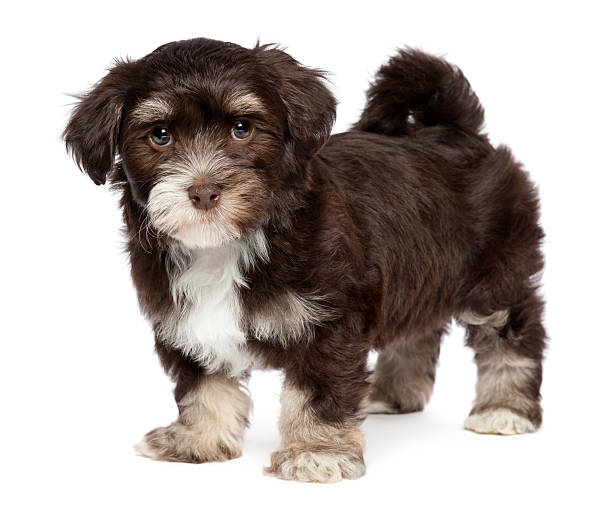 istock Cute dark chocholate havanese puppy dog is standing 519861233