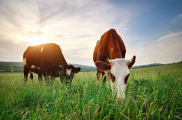 bovini sul prato verde. - livestock animal themes animal grass foto e immagini stock
