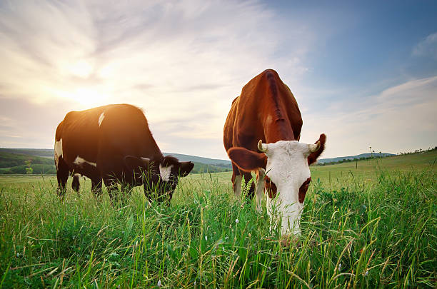 Cows on green meadow. stock photo