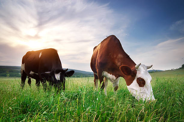 Cows on green meadow. stock photo