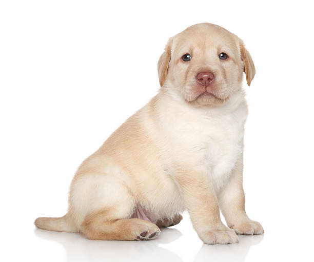 istock Labrador retriever puppy portrait 519862001