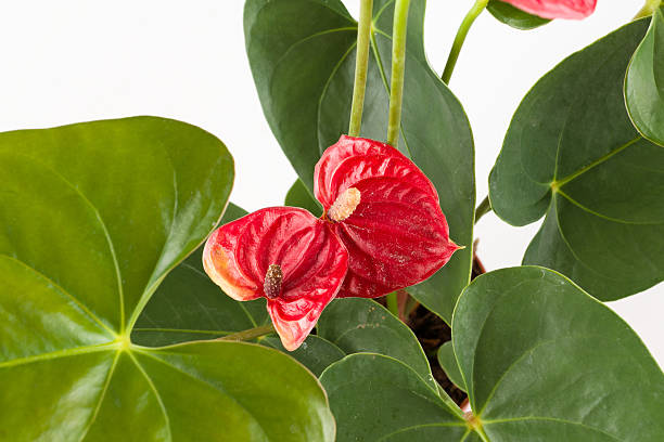istock Anthurium a flowering plant 519862248