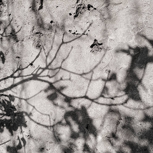istock Shadow of leaves onto an old textured wall - background 519862503