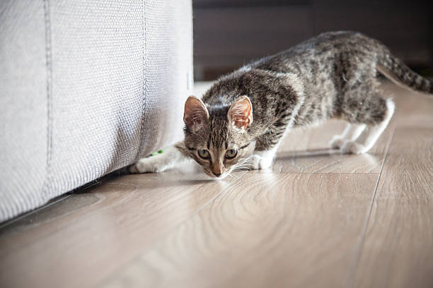 Small grey pet kitten playing indoor stock photo