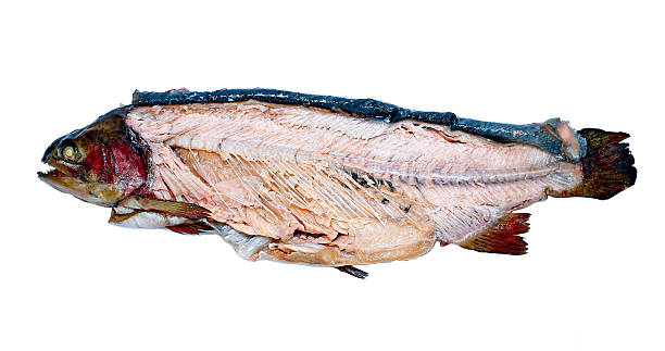 istock Hot smoked fish trout isolated 519862746