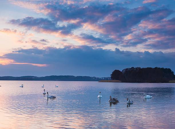istock Lake landscape with swimming swans 519862816
