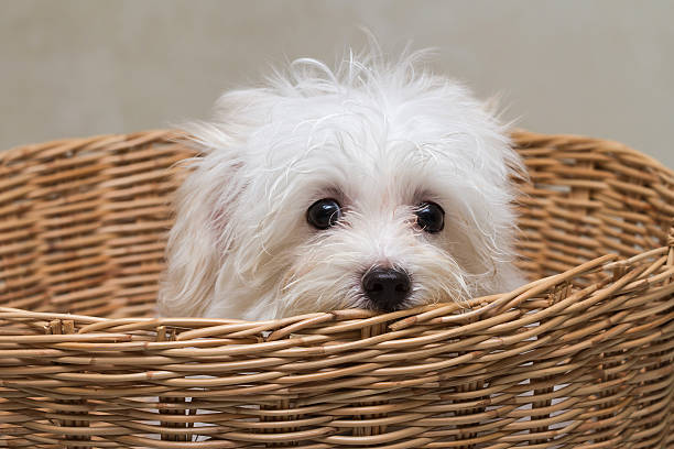 istock Shih tzu puppy breed tiny dog 519862827