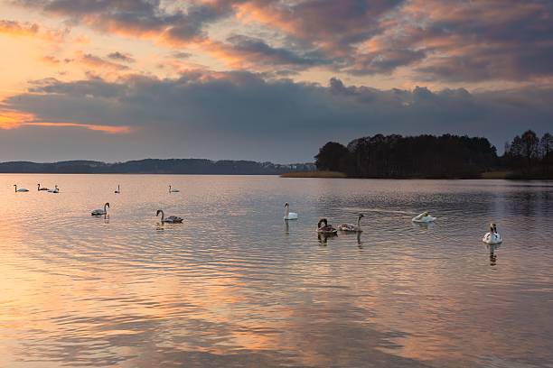 istock Lake landscape with swimming swans 519862834