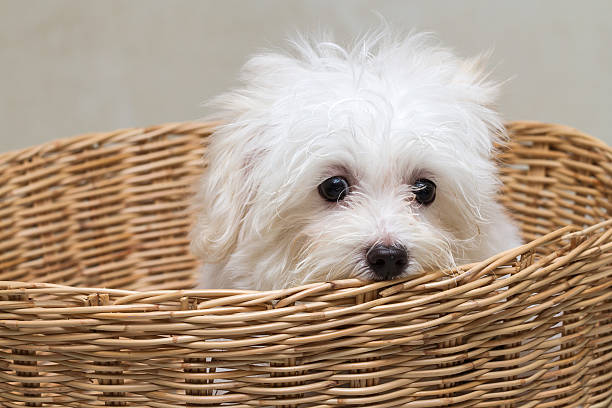 istock Shih tzu puppy breed tiny dog 519863059