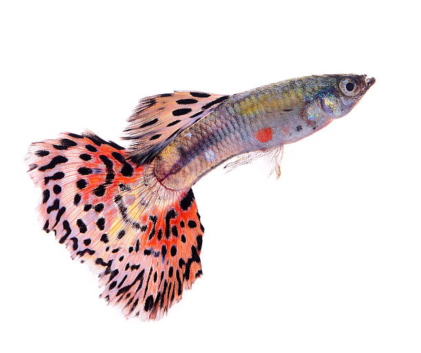istock guppy fish isolated on white background 519863221