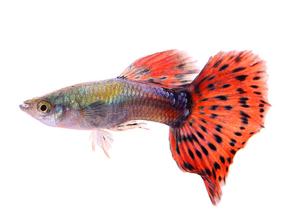 istock guppy fish isolated on white background 519863223