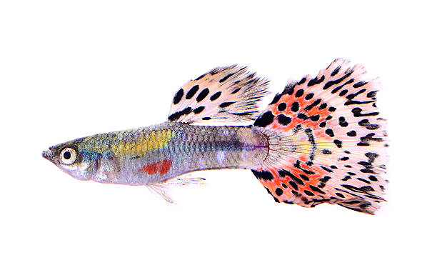 istock guppy fish isolated on white background 519863239