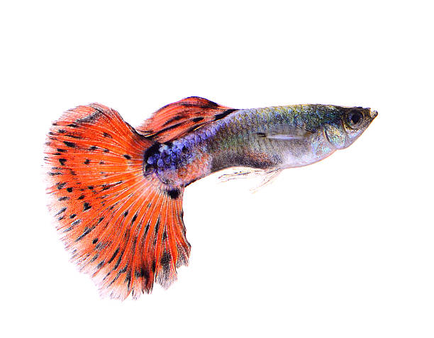 istock guppy fish isolated on white background 519863243