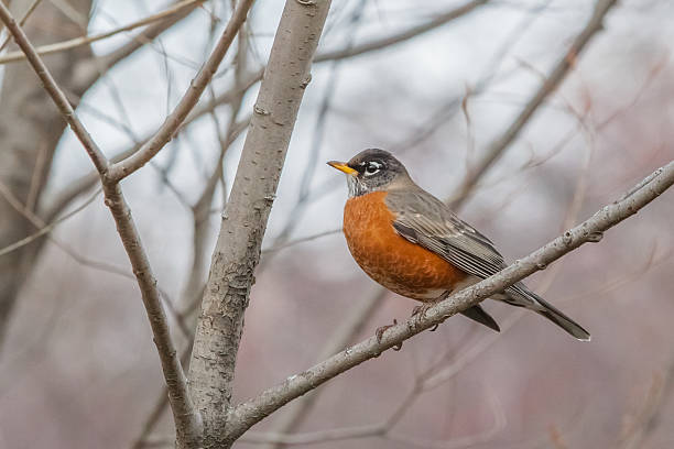 istock American blackbird quebec canada 519863316