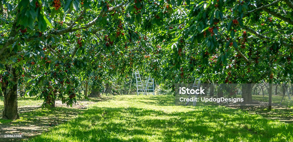 Cherry Orchard with Three Ladders Ladders sit open amongst the trees in a cherry orchard, ready for people to come and pick the rip red cherries that are seen in the trees. Cherry Stock Photo