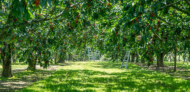 Cherry Orchard with Three Ladders stock photo
