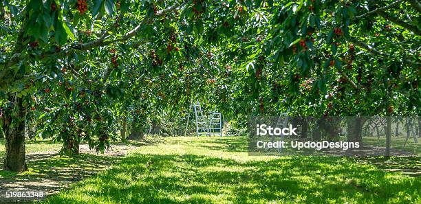 Cherry Orchard With Three Ladders Stock Photo - Download Image Now - Cherry, Orchard, Picking - Harvesting