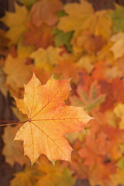 istock Autumn leaves on wooden table. 519863365
