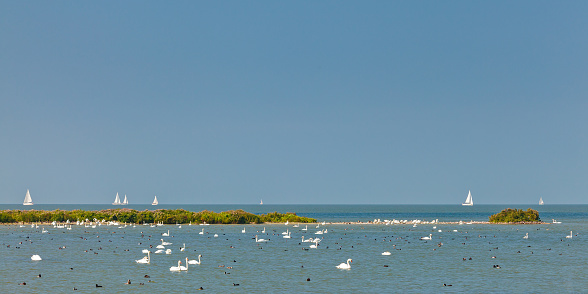 Panoramic image of the IJsselmeer lake in The Netherlands with swans and sailing boats