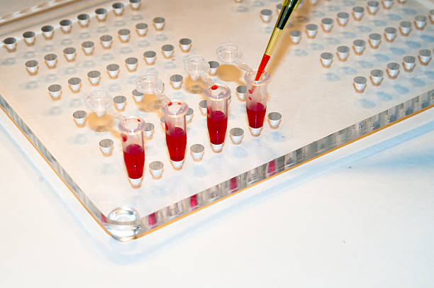 istock In medical laboratories studied blood. 519863648