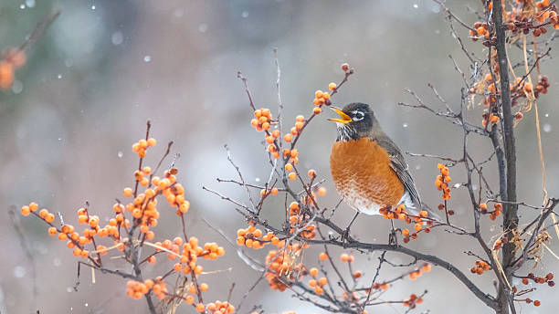 istock American blackbird winter quebec canada 519863708