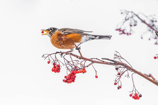 istock American robin red bay quebec canada 519863830