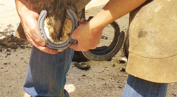 istock Farrier shoeing a horse. 519863923