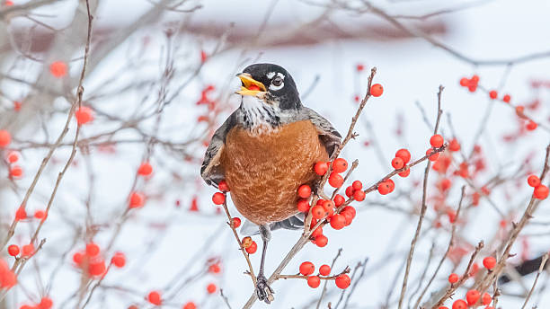 istock American robin red bay quebec canada 519863966