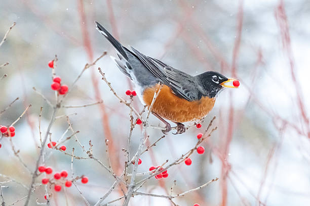istock American robin red bay quebec canada 519864074