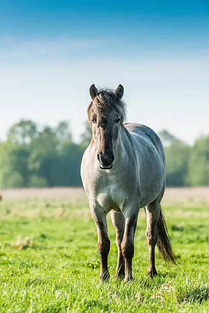 Polish horse - Polish horse.