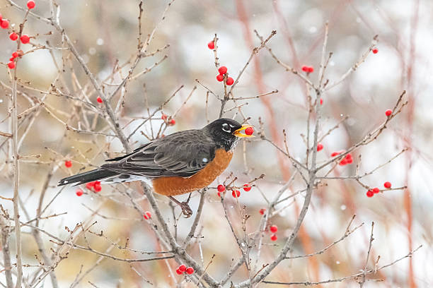 istock American robin red bay quebec canada 519864276