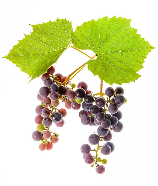 istock Bunch of ripe grapes on a white background 519864279