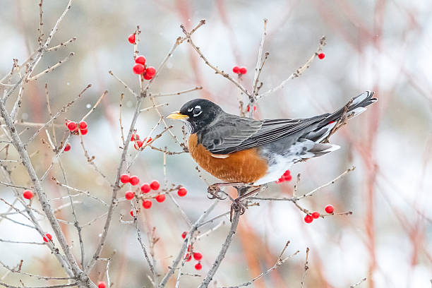 istock American blackbird winter quebec canada 519864382