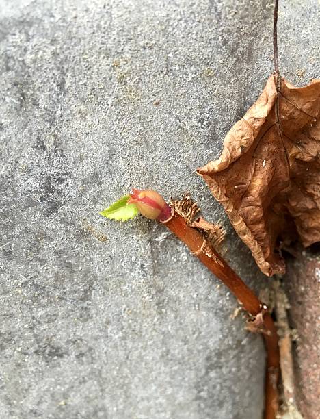 istock Leaf and a new plant 519864460